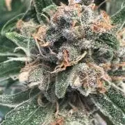 Lemon Cherry Cookies