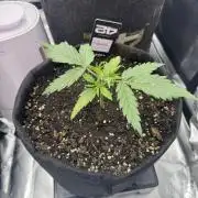 Cinderella „DisneyGrow“