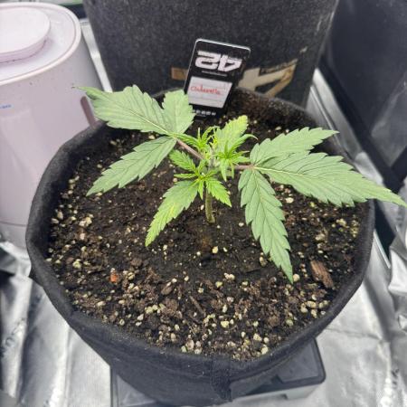 Cinderella „DisneyGrow“
