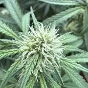 Champion Mix Pack Fastbuds