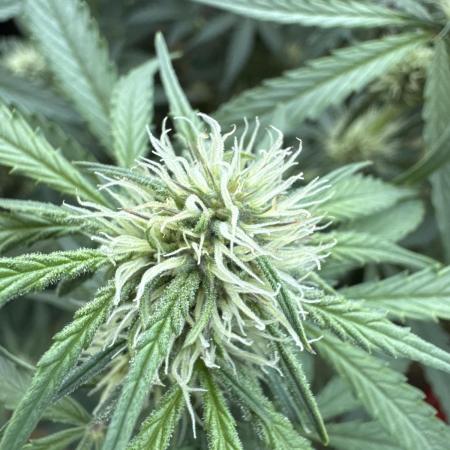 Champion Mix Pack Fastbuds