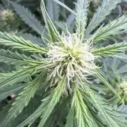 Afghan Kush