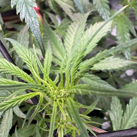 Cinderella „DisneyGrow“