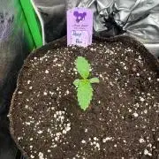 Dozy Don AnesiaSeeds