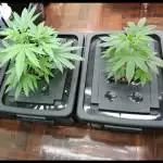 Mimosa Evo (clones)