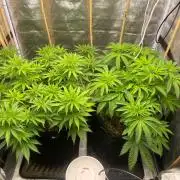 Living soil 2