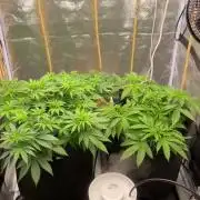 Living soil 2