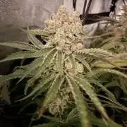 Tangie