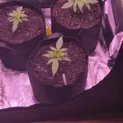 Nach dem Grow ist vor dem Grow 🤘