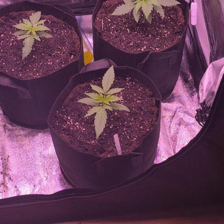 Nach dem Grow ist vor dem Grow 🤘