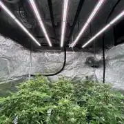 Cherry Cola RF3 auto