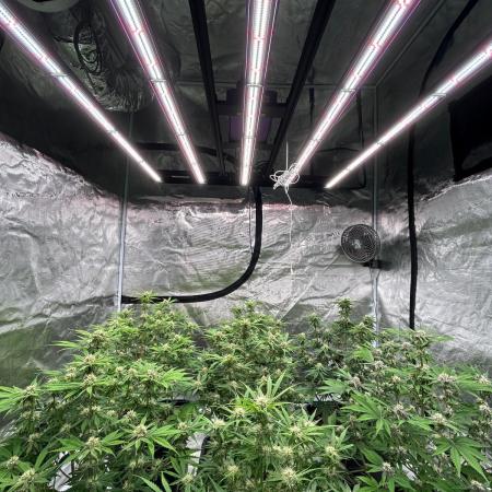 Cherry Cola RF3 auto