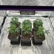 ICR / LCM LOUDA CUT