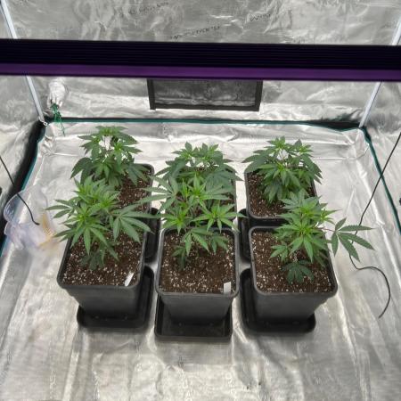 ICR / LCM LOUDA CUT