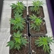 ICR / LCM LOUDA CUT