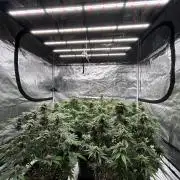 Cherry Cola RF3 auto