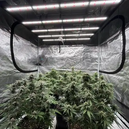 Cherry Cola RF3 auto