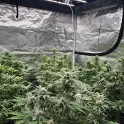 Cherry Cola RF3 auto