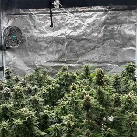 Cherry Cola RF3 auto