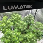 Cherry Cola RF3 auto