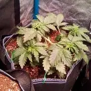 Mendo20- cosmos