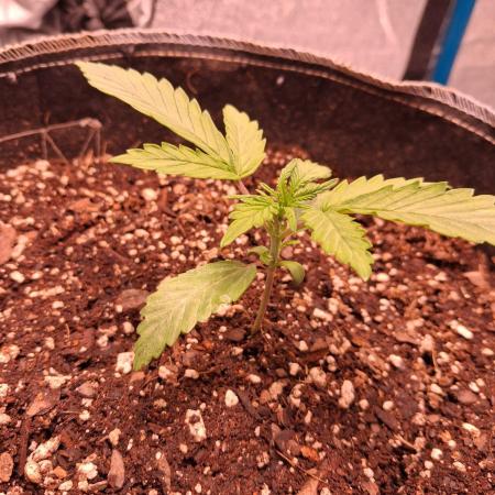Cannabiz GG4
