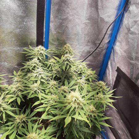 Sour gas