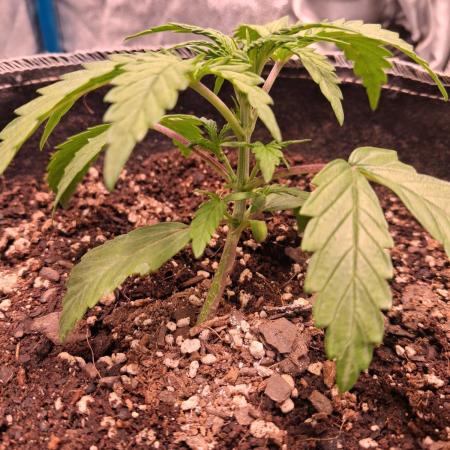 Cannabiz GG4