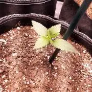 Dark saber by growlahoma