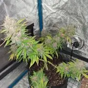 Purple Skywalker OG