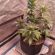 Purple Skywalker OG