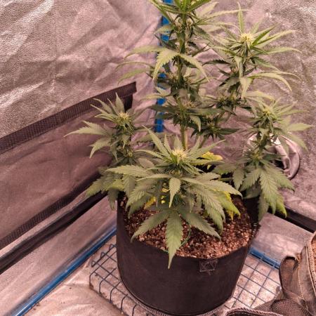 Purple Skywalker OG
