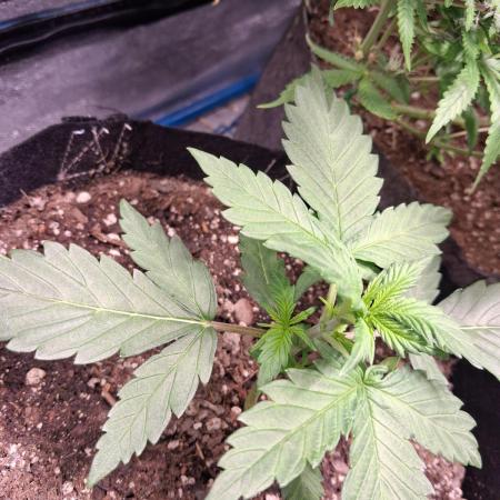 Purple Skywalker OG