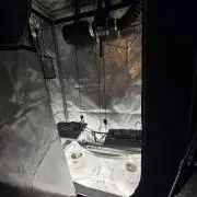 A Beginners Grow of Jack Herer