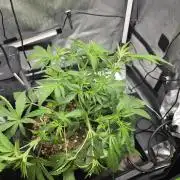 Bloodmoon and Mimosa - Grow 2