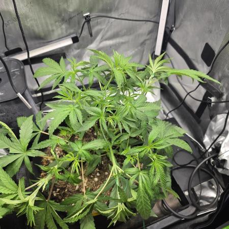 Bloodmoon and Mimosa - Grow 2