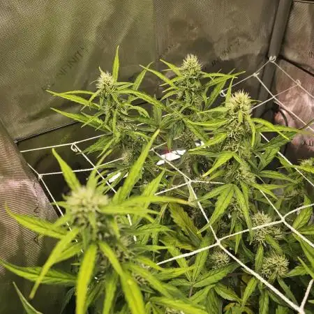 A Beginners Grow of Jack Herer