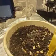 A Beginners Grow of Jack Herer