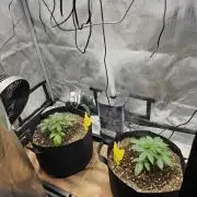 A Beginners Grow of Jack Herer