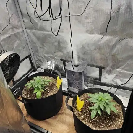 A Beginners Grow of Jack Herer