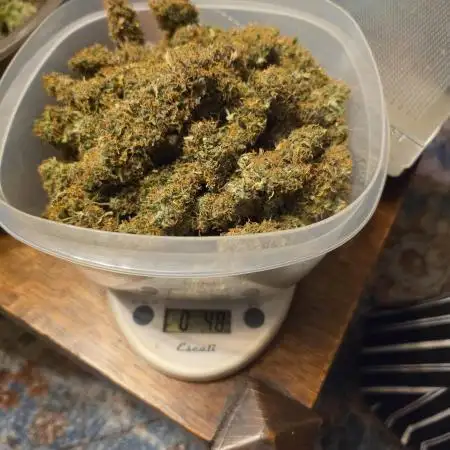 A Beginners Grow of Jack Herer