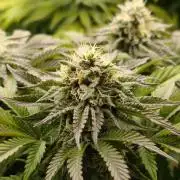 White Window/ První grow