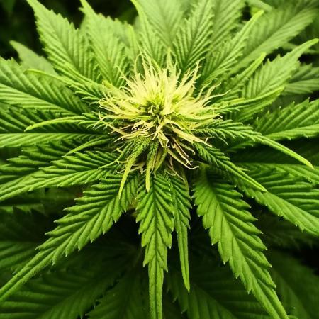 White Window/ První grow