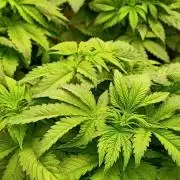 White Window/ První grow