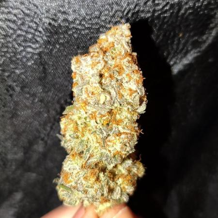 White Window/ První grow