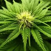 White Window/ První grow