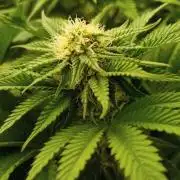 White Window/ První grow