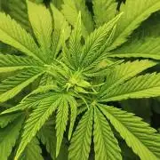 White Window/ První grow