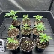 Latasse Garden  Grow Indoor / Outdoor97