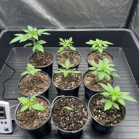 Latasse Garden  Grow Indoor / Outdoor97